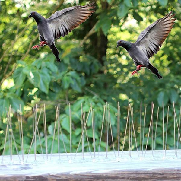 Defender Birds Piikkarit Aitaseinä Lintujen vastainen Pigeon Protector Rep 1 Pc