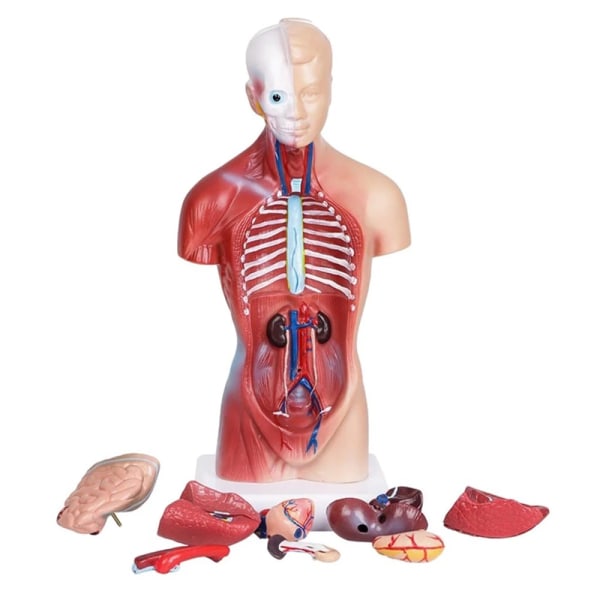 Unisex menneskelig overkropp Anatomi Anatomisk modell Internt organ A 28CM