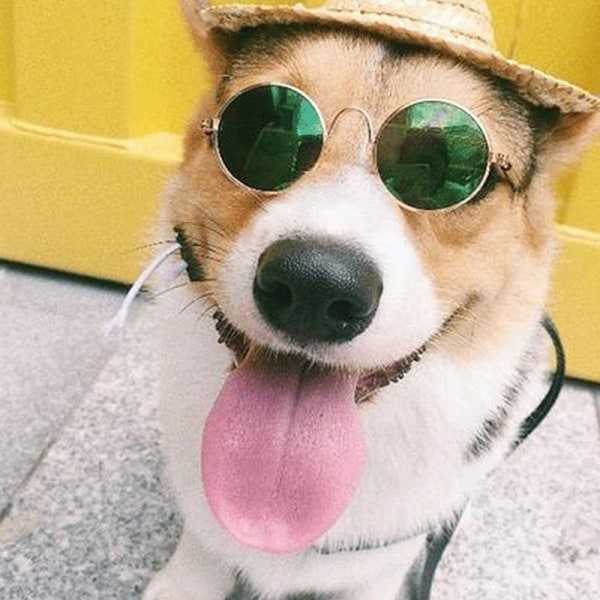 Köp Mode Hundkatt Husdjur Glasögon Solglasögon Little Dog Eye-wear Phot |  Fyndiq