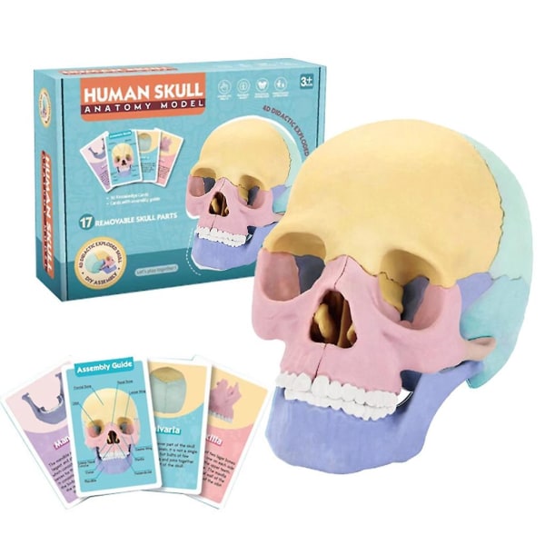 Anatomi-hodeskallemodell Human Anatomical Skull Menneskeskallemodell for å demonstrere medisinsk hodeskallemodell eksplodert hodeskallemodell (FMY)
