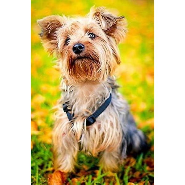 Jigsaw Puzzle| Puppy York Yorkshire Terrier Jigsaw | 1000 Pieces Of Puzzle|diy Wooden Jigsaw Puzzles Birthday Gifts For Adults And Kids  (FMY)