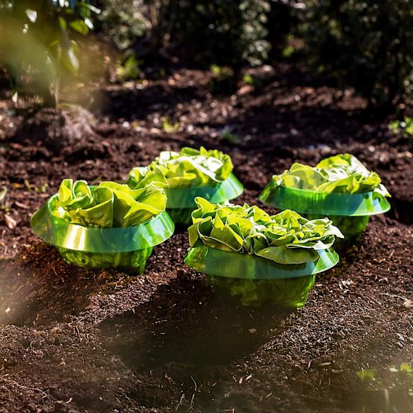Växt Ring Skydd I Snigel Trattar (5 Stycken) I Salladsstaket I Snigelskydd I Salladsöverdrag I Plastkrage I Skyddsrings (FMY)