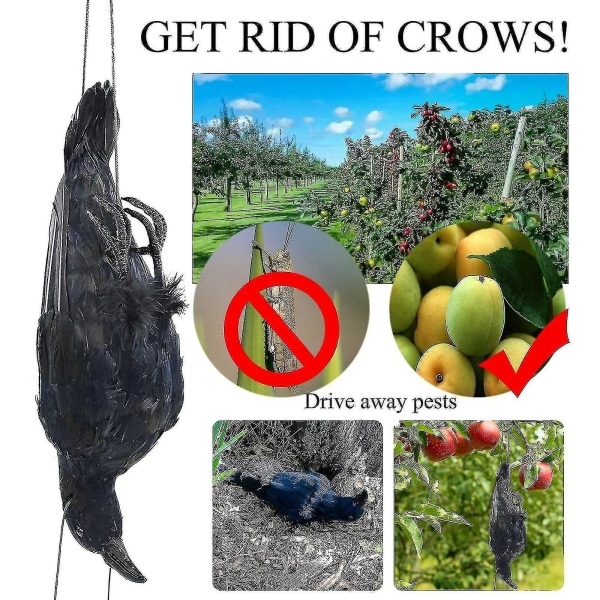Realistinen riippuva kuollut varis houkutus Lifesize Extra Black Feathered Crow -n1445 (FMY)