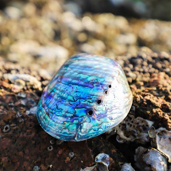 Luonnollinen Abalone Merikotilo Kuorittu Kotilo Suitsuke Teline Käsityöt Toimistosisustukseen (FMY)