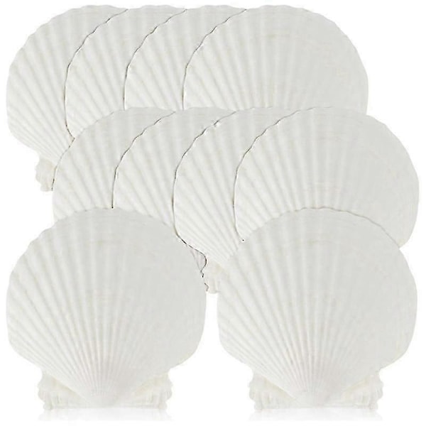 15 stk. naturlige skjell, store hvite, 10-12 cm kamskjell for DIY-håndverk, servering av mat, baking (FMY) White