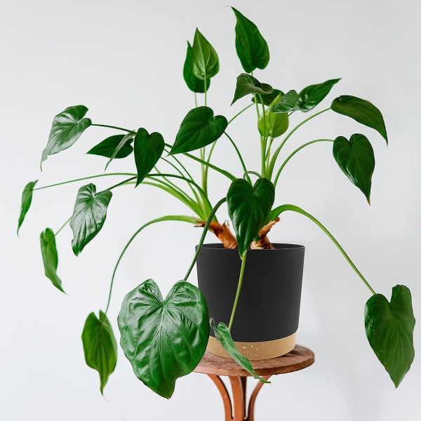 Set med 2 krukor 16 cm, växtkrukor inomhus med dräneringshål och avtagbar bas, modernt dekorativt fat för plantering utomhus (svart 16 cm) (FMY)