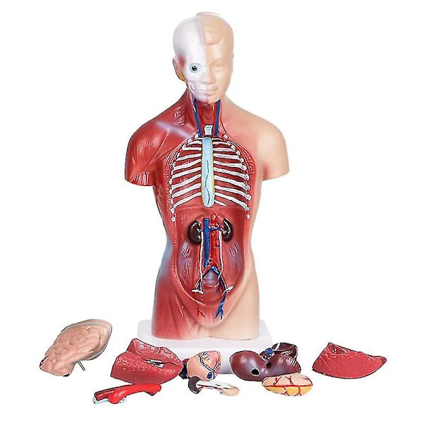 Unisex Menneskelig Overkrop Anatomi Anatomisk Model Indre Organer Skelet System (FMY)