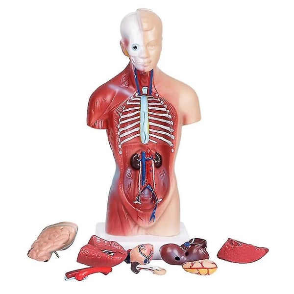 Unisex menneskelig torso krop Anatomi Anatomisk model Interne organer skeletsystem (FMY)