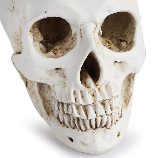 Menneskeskalle Model Replika Resin Medicinsk Anatomisk Sporing Medicinsk Undervisning Skelet Halloween Decoration (FMY)