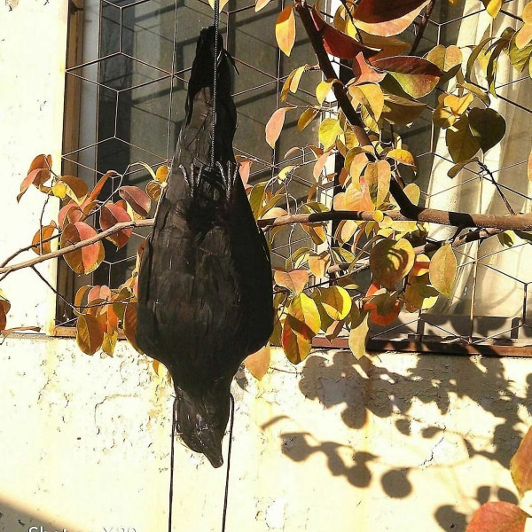Realistisk Hanging Dead Crow Decoy Lifesize Extra Large Black Feathered Crow (FMY)