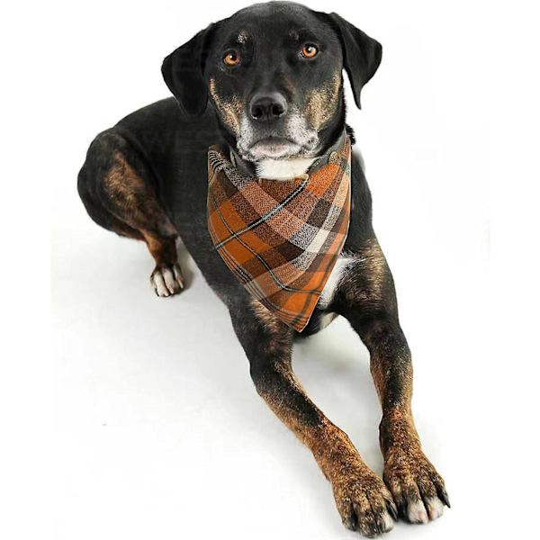 Höst Hund Bandanas 2 Pack, Thanksgiving Hund Bandana, Orange Plaid Husdjursscarf  (FMY)