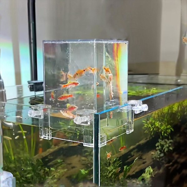 Over Vand Fisketank, Fiskeelevator Inverteret Akvarium, Transparent Fisk As shown