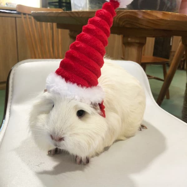 Øgle Tomte Hatt Kanin Med Skjerf Julekostyme 02 2 2