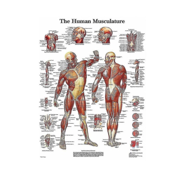 En Anatomisk Affisch Med En Fördelning Av Mänskliga Muskler. Kostym för undervisning [gratis frakt]