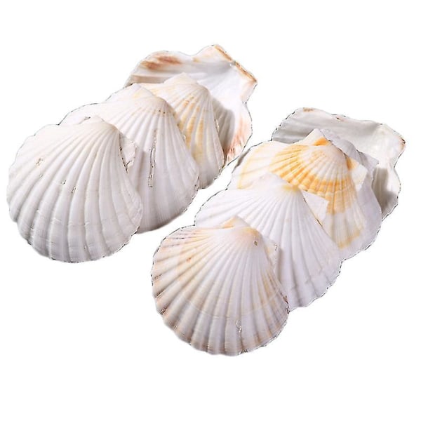 10st Mini Seashells Hantverk