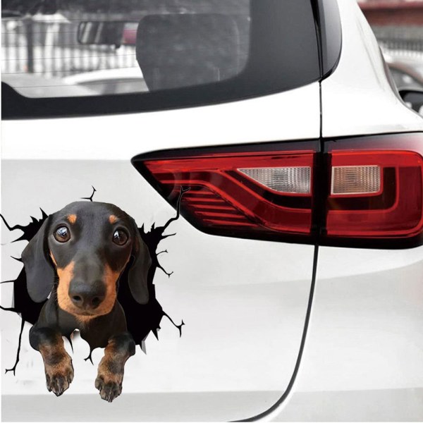 Autotarra - Koira suloisella katseella