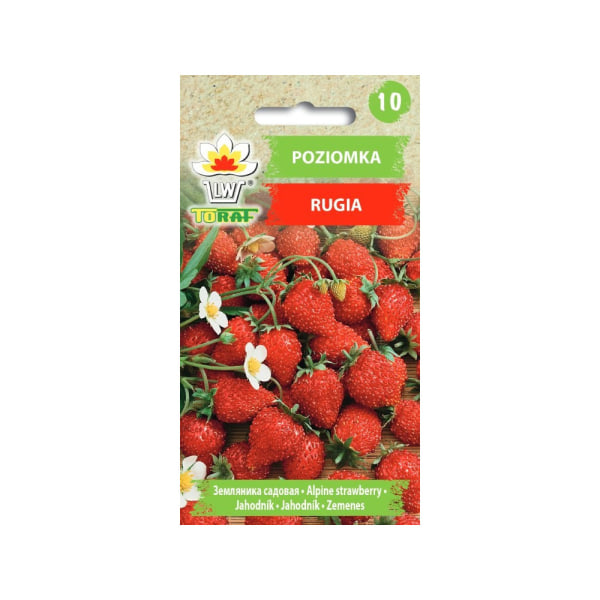Smultron Rugia