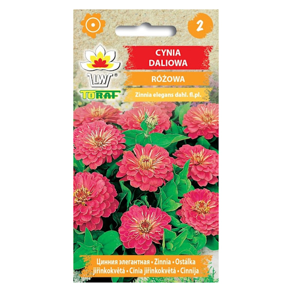 Frö till rosa dahlia-zinnia – Stora, fyllda blommor för rabatte