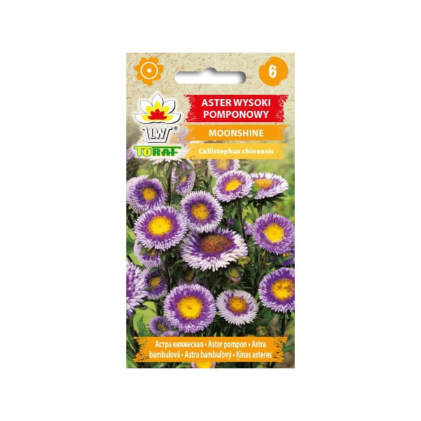 Sommaraster Pompon Moonshine