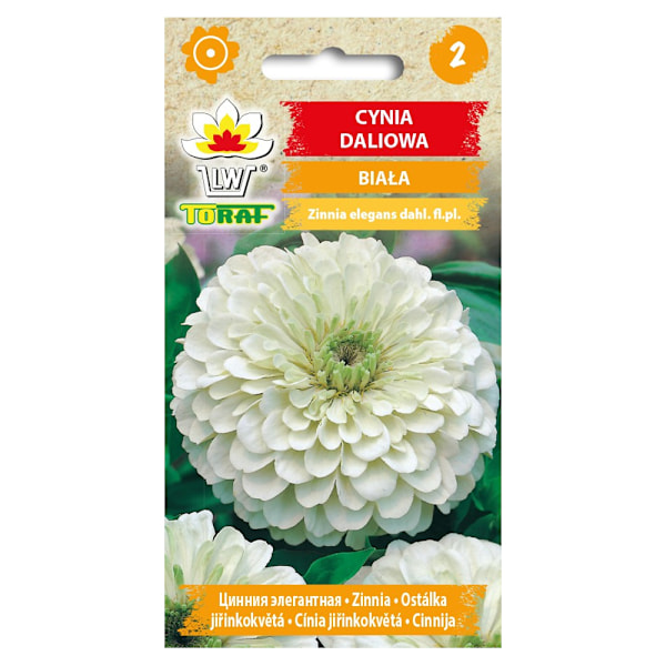 Hvide dahliazinnia-frø - Store, dobbelte blomster til blomsterb