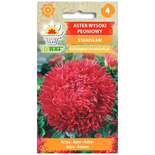 Paeony Stanislaw - Suuret, kaksinkertaiset, tulipunaiset kukat