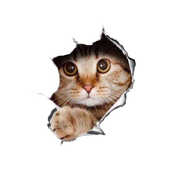 Puskuritarra - Kissa söpöllä katseella