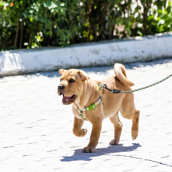 Hundesnor 150 cm