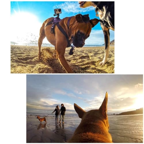 Hundebrystsele med kamerafæste til GoPro HERO