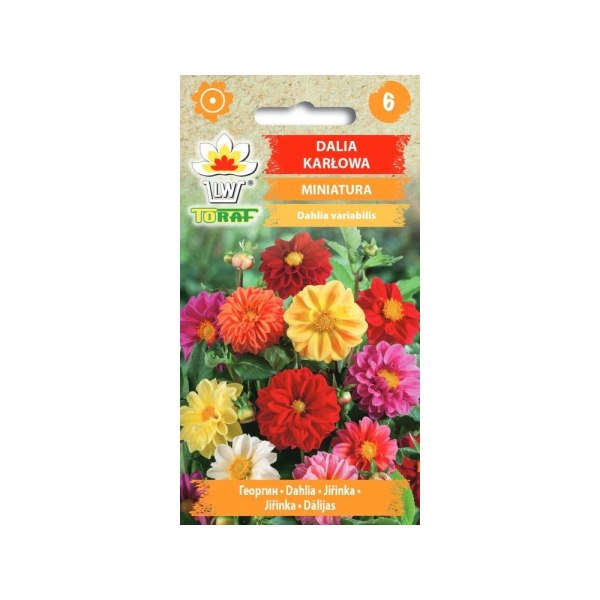 Dvärgdahlia