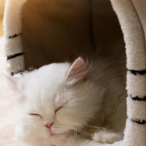 Hus med katte-/hundeseng
