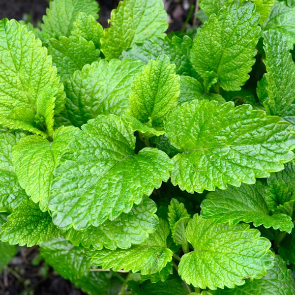Sitruunamelissa Melissa officinalis - Suurpakkaus