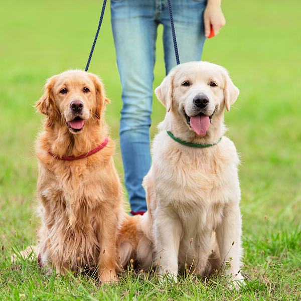 Dubbelt hundkoppel