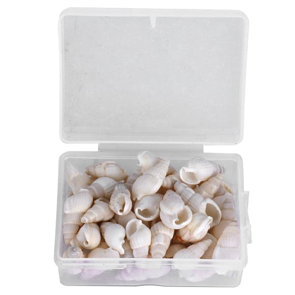 Natural Seashell Sea Snail Jewelry Crafts DIY Conch Home Wedding Decorations Ornaments