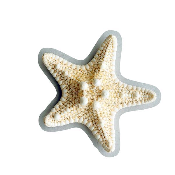 12 X Knuttede søstjerner 5-7cm søstjerne strandbryllup display håndværksdekoration