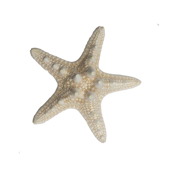 12 X Knuttede søstjerner 5-7cm søstjerne strandbryllup display håndværksdekoration