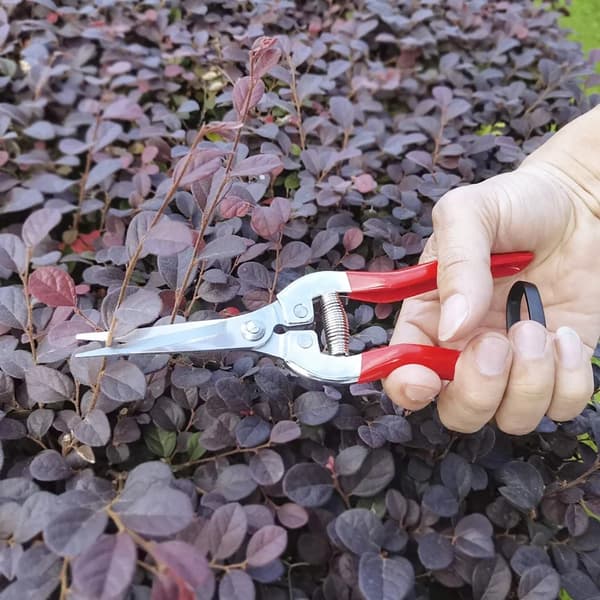 Stainless Steel Pruning Shears, Straight Precision Snips with Spring-Loaded Ergonomic Grip for Herbs, Flowers, Bonsai, Red
