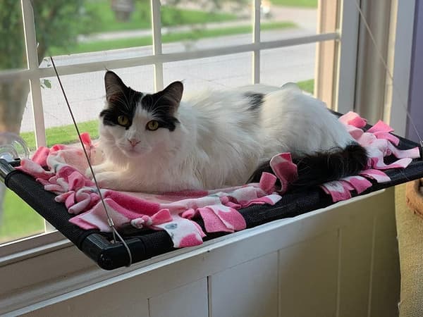 Vindueshængekøje til katte, Til store katte op til 25 kg, Solstol, Kæledyr