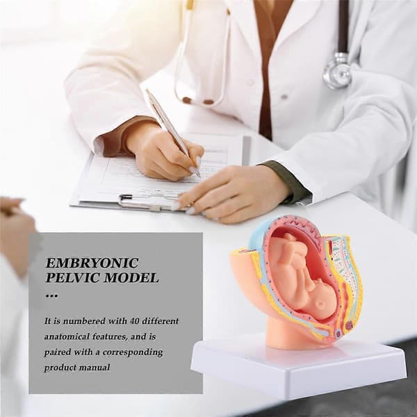 Human Pregnancy Fetal Development 9th Month Embryonic Pelvis Model Fetal Pregnancy Anatomy