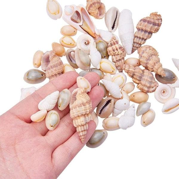 Seafood Mix Large Shells Decorative Crafts Decoration Shells Maritime Decoration