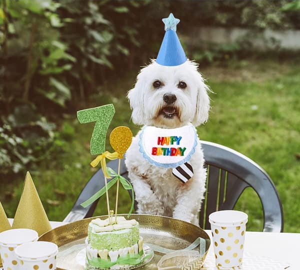 Kjæledyrskjerf og hatt, bursdagsfest, sjal og hatt for katt og hund, blå B