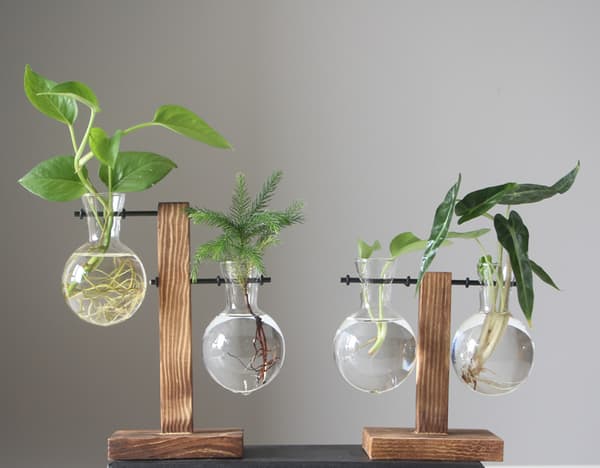 Kreativ træramme hydroponisk vase grøn dildplante klart glas