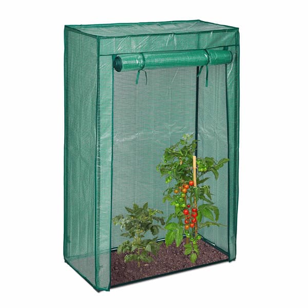 Tomato Cultivation in Greenhouse 2380