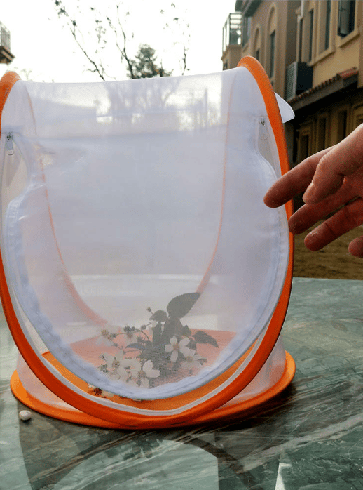 Orange Mini Växthustält med transparent skydd, bärbart hopfällbart trädgårdsskydd för växter och insektsobservation