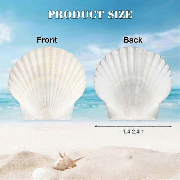 Natural Scallop Shells for Crafts, DIY, Beach Decor - 40 pcs 3-5 cm White Small Seashells in Bulk White White