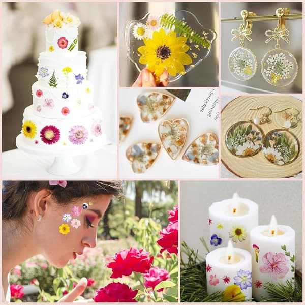 81 stykker tørrede blomster, naturlige tørrede blomster, blandede pressede tørrede blomster, små farverige pressede blomster