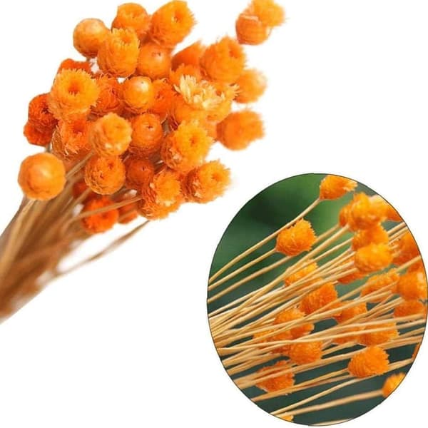 Orange - Kunstige blomster, tørret buket naturlig buket tørrede
