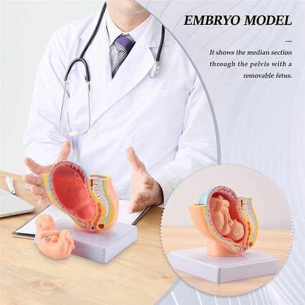Human Pregnancy Fetal Development 9th Month Embryonic Pelvis Model Fetal Pregnancy Anatomy