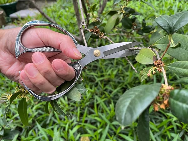 Plantesaks, Japansk Rustfrit Stål Havesaks, til