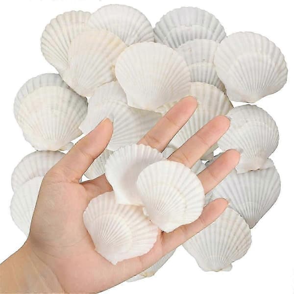 Natural Scallop Shells for Crafts, DIY, Beach Decor - 40 pcs 3-5 cm White Small Seashells in Bulk White White