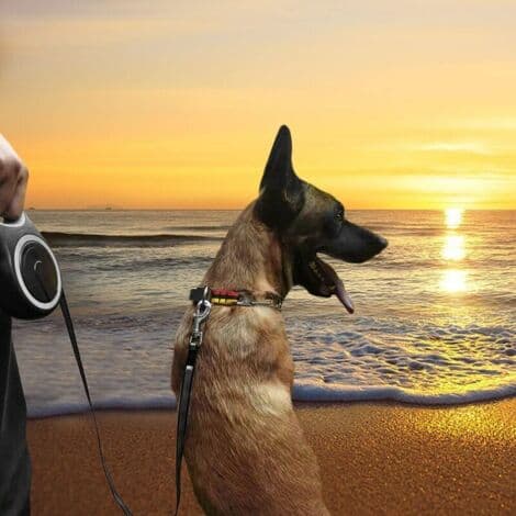 Retractable Pet Leash, Non-Slip Handle, Tangle-Free, 5 Meters, ABS/Nylon Material, Grey (FMY)